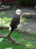 Weisskopf Adler
